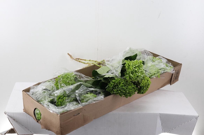 <h4>Hydr Shamrock Green 80cm Sel Box</h4>