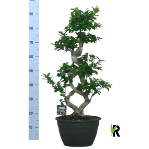 Ficus microcarpa 'Ginseng'