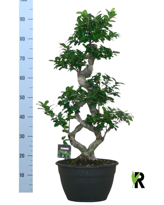 <h4>Ficus microcarpa 'Ginseng'</h4>