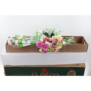 Di St Rainbow Pastel Box