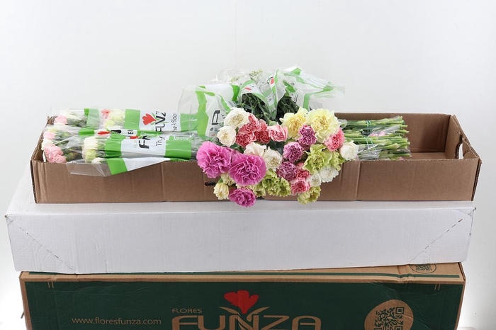 <h4>Di St Rainbow Pastel Box</h4>