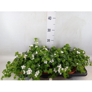 Sutera  'White Showers'