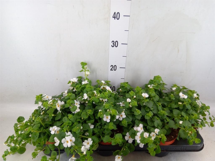 <h4>Sutera  'White Showers'</h4>