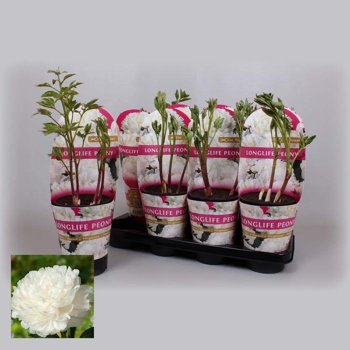 <h4>Paeonia 14 CM C2 Wit Longlife</h4>