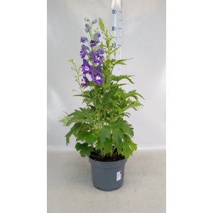 Delphinium grand.