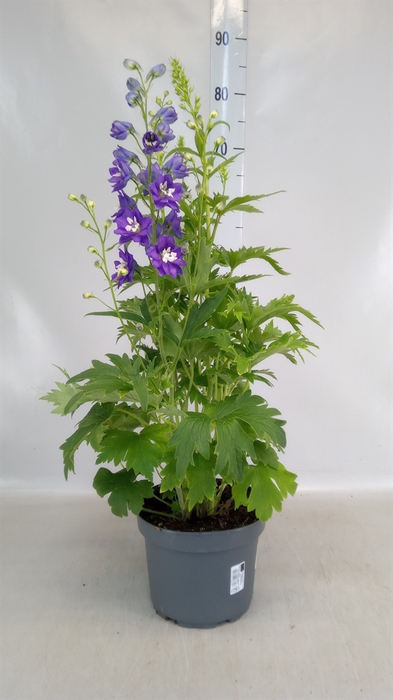 <h4>Delphinium grand.</h4>