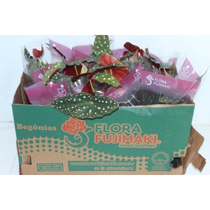 BEGONIA MACULATA P13 PO