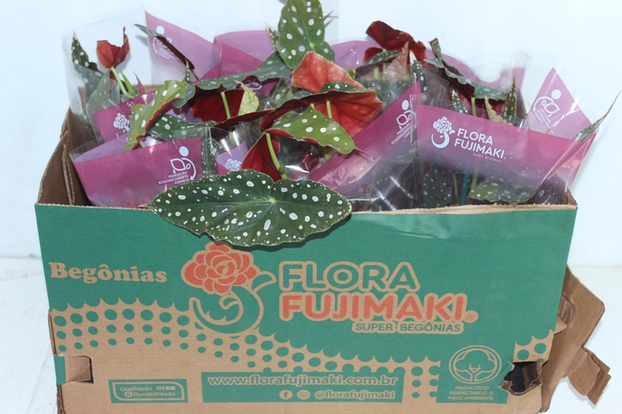 <h4>BEGONIA MACULATA P13 PO</h4>