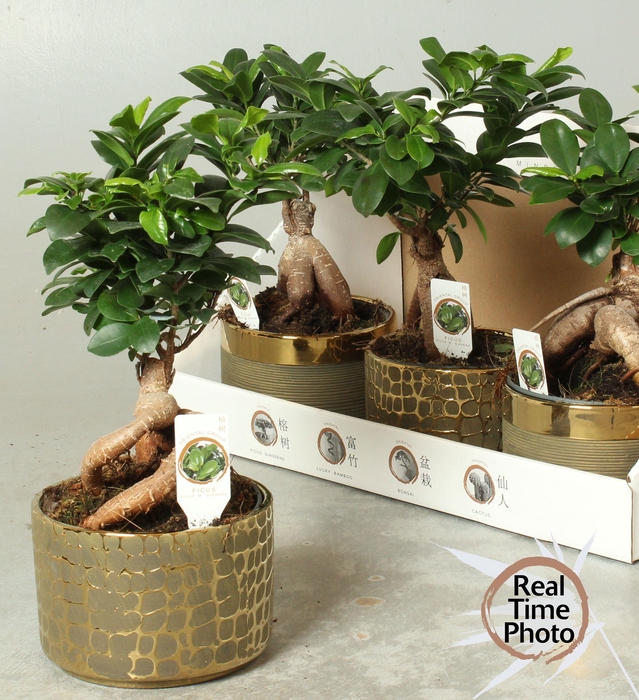 <h4>FIC MI GINSENG</h4>