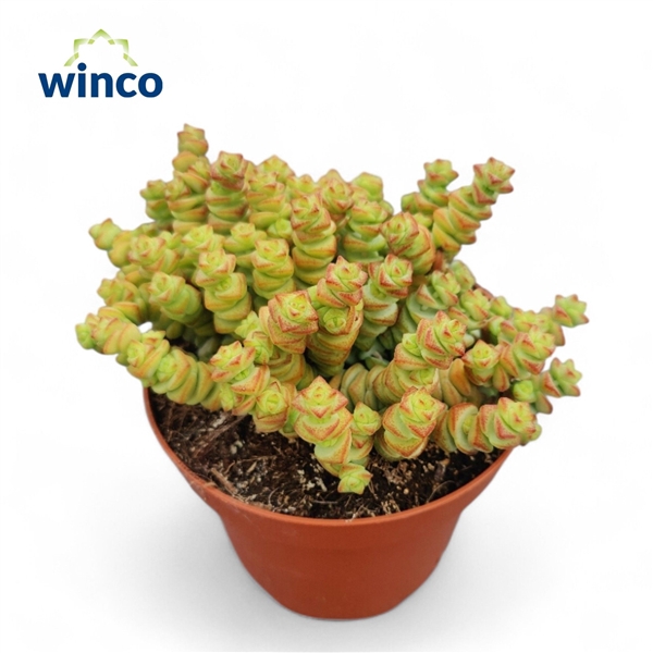 <h4>Crassula Marneriana</h4>