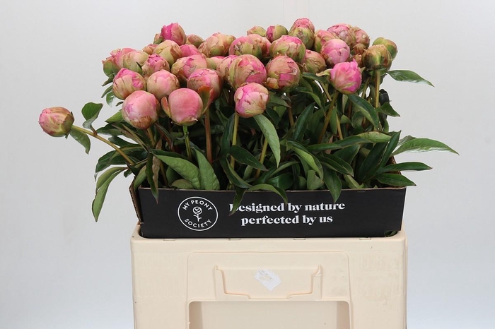 <h4>Paeonia Jacorma</h4>