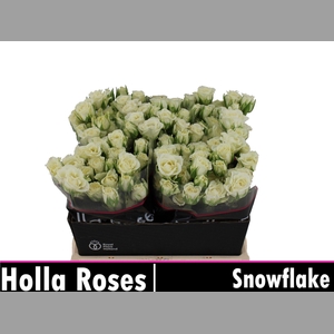 R TR SNOWFLAKE