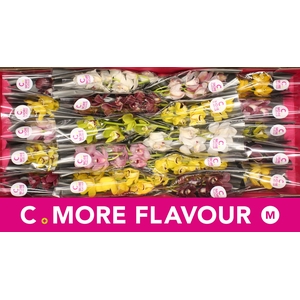 Mini cymbidium 'Mix' 40 cm