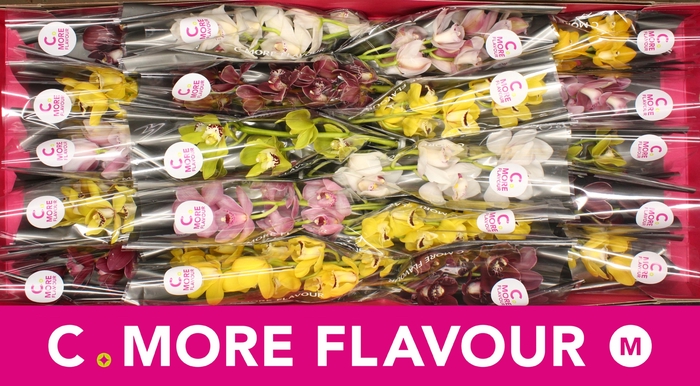 <h4>Mini cymbidium 'Mix' 40 cm</h4>