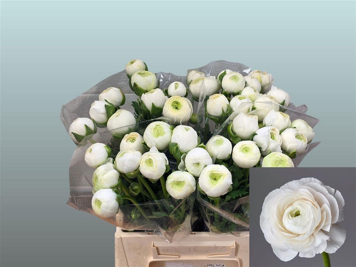 <h4>Ran Aazur White</h4>