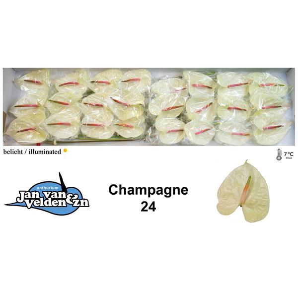 <h4>Anth A Champagne 11 cm X24 Jan van Velden</h4>