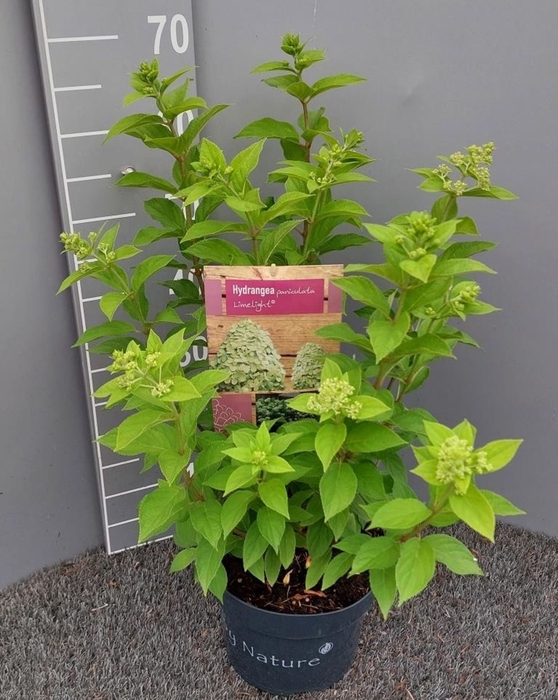 <h4>Hydrangea paniculata Limelight</h4>