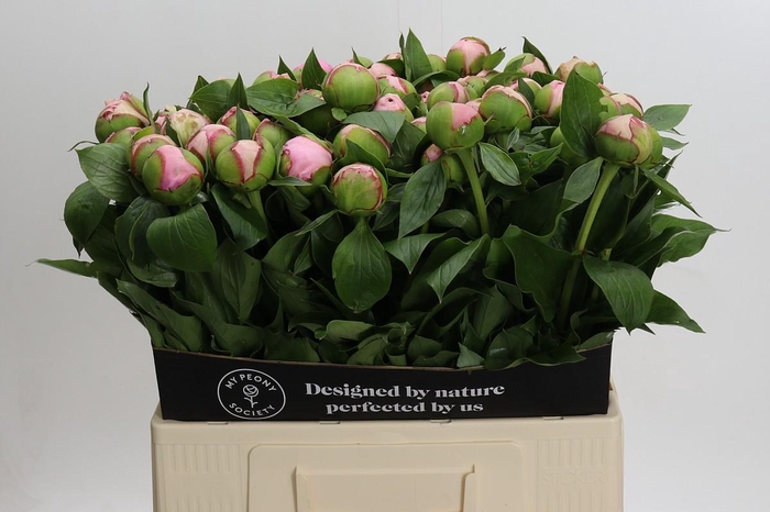 <h4>Paeonia Angel Cheeks</h4>