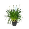 Agapanthus Big Blue blauw 4-5 tak