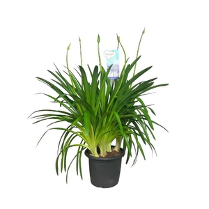 Agapanthus Big Blue blauw 4-5 tak