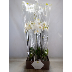 Phalaenopsis   ...white