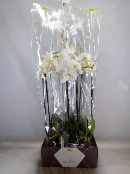 <h4>Phalaenopsis   ...white</h4>