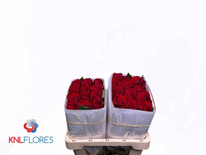 <h4>R GR FORTUNE</h4>