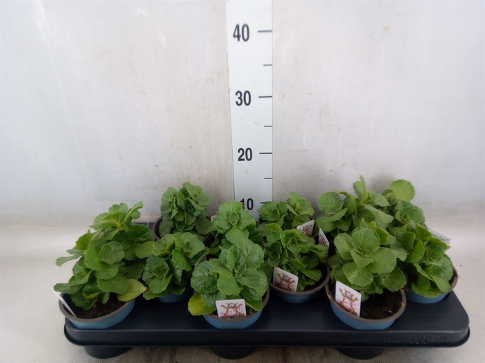 <h4>Plectranthus caninus 'Verpiss Dich'</h4>