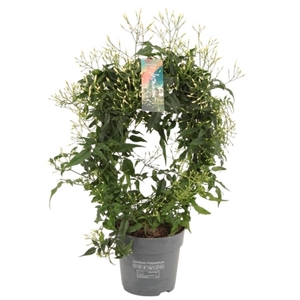 Jasminum pol. white boog