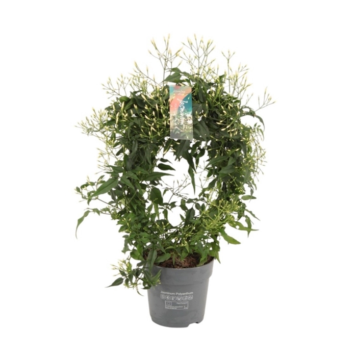 <h4>Jasminum pol. white boog</h4>