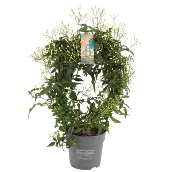 Jasminum pol. white boog