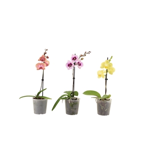 Phal Mix 1T6+ Kort