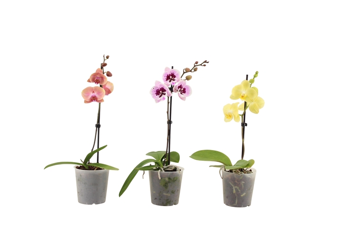 <h4>Phal Mix 1T6+ Kort</h4>
