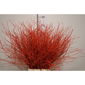 Berk 70cm Orange Bunch