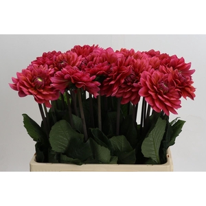 Dahlia Salmon Runner