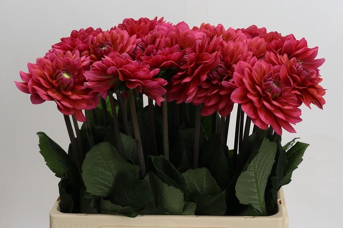 Dahlia Salmon Runner
