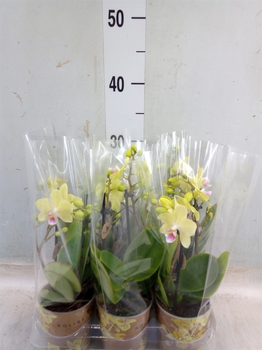 <h4>Phalaenopsis multi.   ...orange</h4>