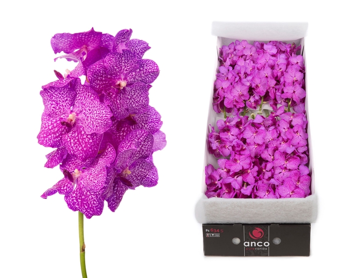 <h4>Vanda Nitaya Rosy</h4>