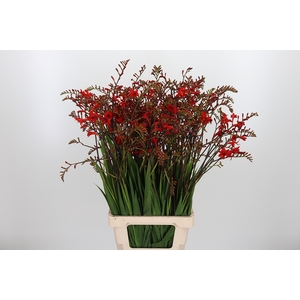 Crocosmia Grbl Lucifer