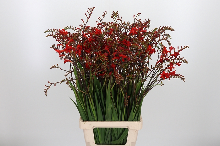 <h4>Crocosmia Grbl Lucifer</h4>