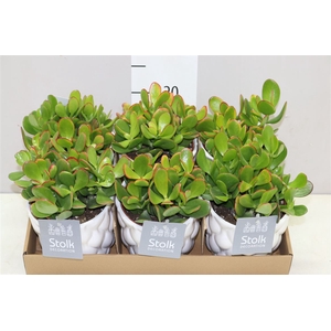 Crassula Ovata Wit Keramiek
