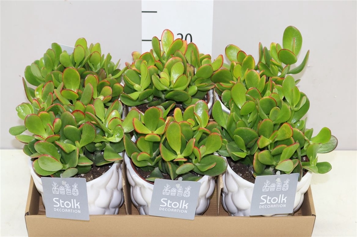 <h4>Crassula Ovata Wit Keramiek</h4>