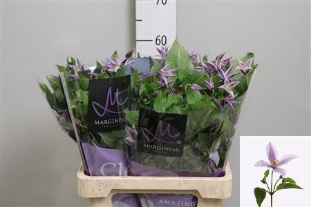 <h4>Clematis diversif. 'Star River'</h4>