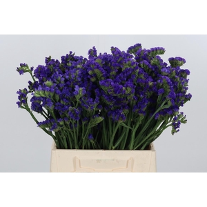 Statice Crystal Dark Blue