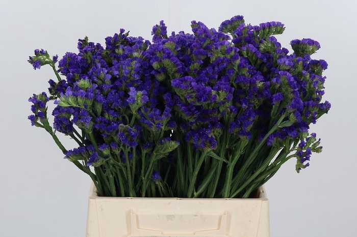 <h4>Statice Crystal Dark Blue</h4>