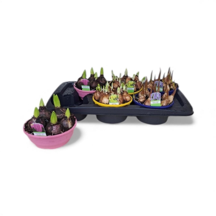 <h4>BOLBLOEMEN GEM</h4>