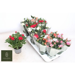 RO KORDANA GEM 5 SRT