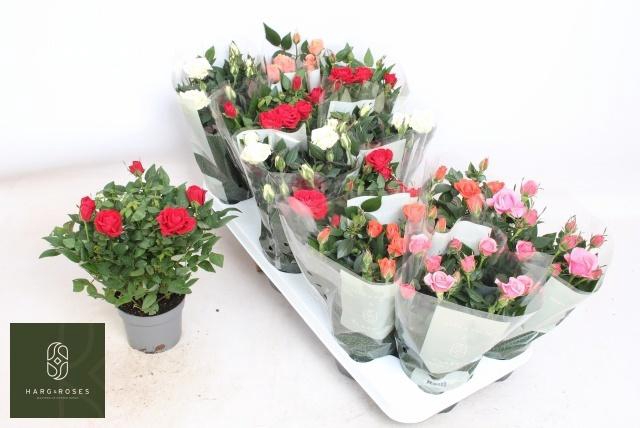 <h4>RO KORDANA GEM 5 SRT</h4>