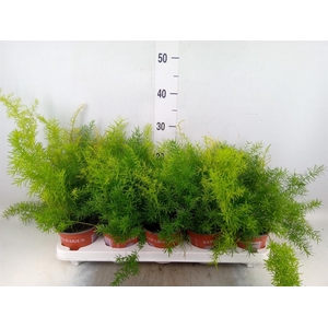 Asparagus dens. 'Sprengeri'
