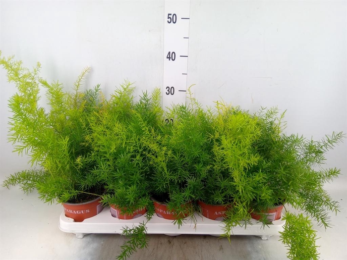 <h4>Asparagus dens. 'Sprengeri'</h4>